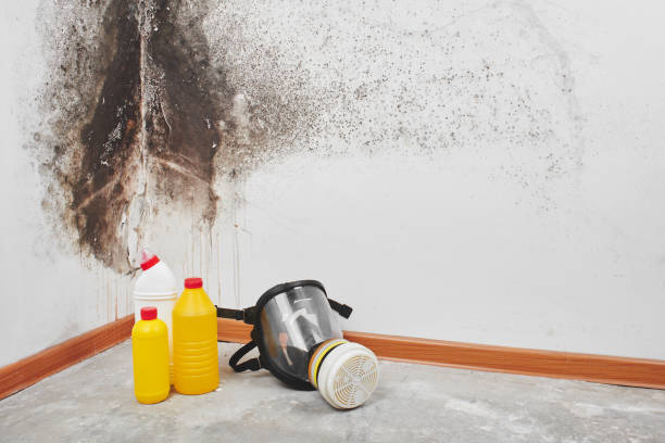 Best Certified Mold Removal  in Duquesne, MO