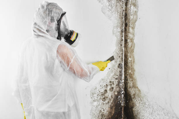 Best Crawl Space Mold Removal  in Duquesne, MO