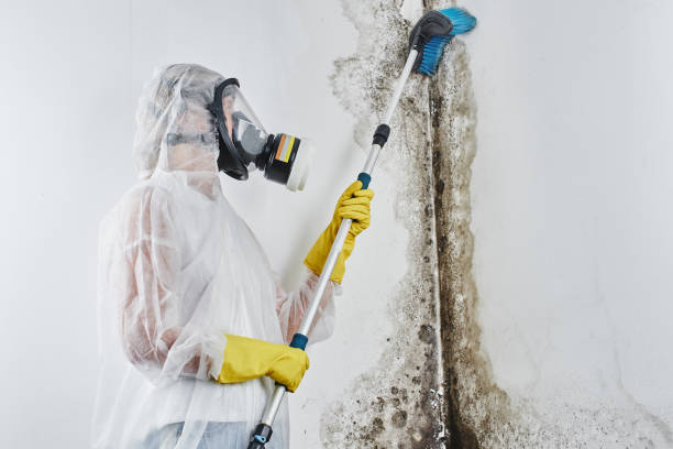 Home Mold Removal in Duquesne, MO