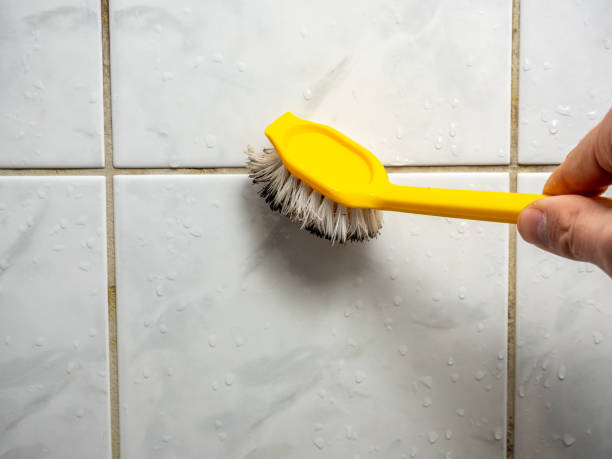 Best Mold Damage Repair  in Duquesne, MO