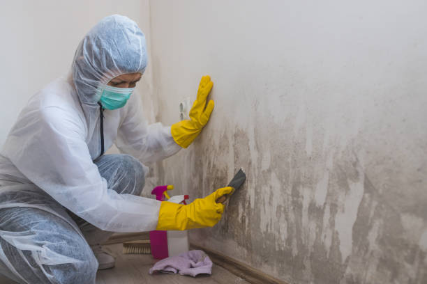 Best Mold Testing  in Duquesne, MO