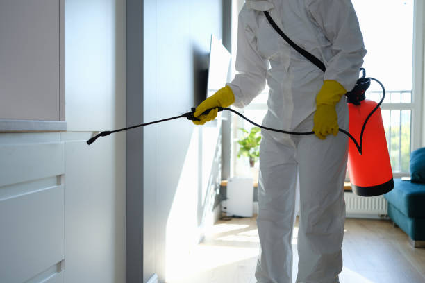 Best Mold Remediation  in Duquesne, MO