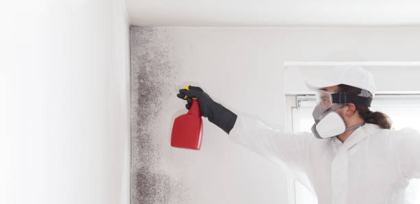 Best Water Damage Restoration  in Duquesne, MO