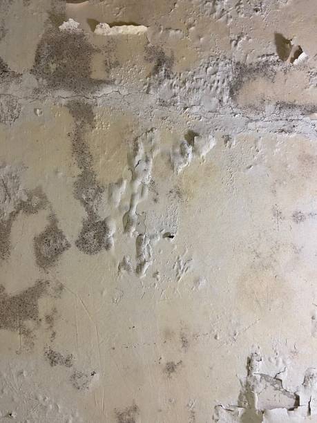 Attic Mold Removal in Duquesne, MO