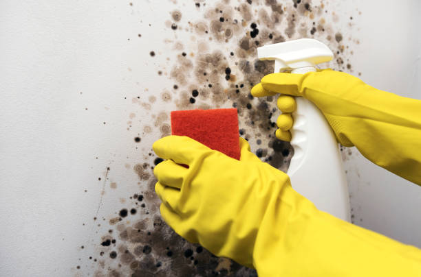 Best Attic Mold Removal  in Duquesne, MO