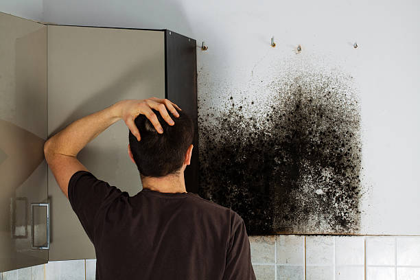 Certified Mold Removal in Duquesne, MO